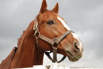 有馬記念の歴代最高配当トップ3