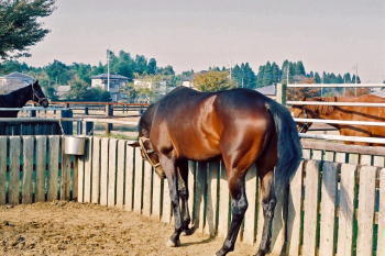 有馬記念の歴代レースのタイム オッズ